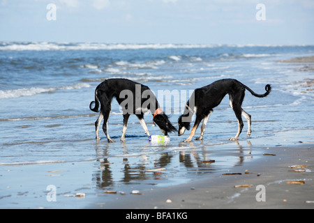 Saluki (Canis Lupus F. Familiaris), zwei junge Menschen am Meer spielen mit einer Milchtüte, Deutschland Stockfoto