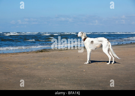 Saluki (Canis Lupus F. Familiaris), Erwachsene stehen am Meer in den Wind, Deutschland Stockfoto
