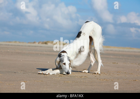 Saluki (Canis Lupus F. Familiaris), Erwachsene am Meer ausdehnen, Deutschland Stockfoto