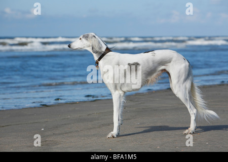 Saluki (Canis Lupus F. Familiaris), Erwachsene stehen am Meer in den Wind, Deutschland Stockfoto
