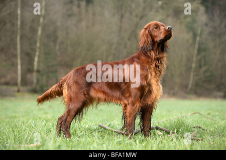 Irish Red Setter, Irish Red Setter (Canis Lupus F. Familiaris), stehend auf einer Wiese, Beduftung, Deutschland Stockfoto