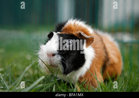 Abessinier Meerschweinchen (Cavia Aperea F. Porcellus), sitzen auf der Wiese Stockfoto