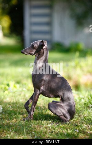 Italienisches Windspiel (Canis Lupus F. Familiaris), sitzen im Garten, Deutschland Stockfoto