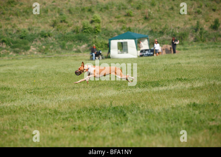 Rasse Hund (Canis Lupus F. Familiaris) gemischt, Podenco-Pointer mix coursing Stockfoto