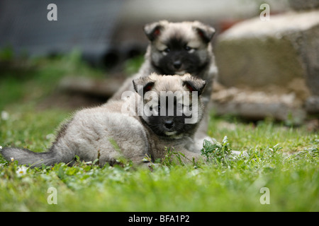 Islandhund (Canis Lupus F. Familiaris), zwei Welpen in einer Wiese liegen Stockfoto