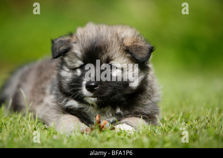 Islandhund (Canis Lupus F. Familiaris), Portrait eines liegenden Welpen Stockfoto