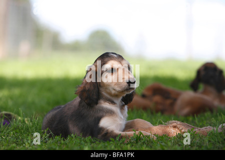 Afghanistan Windhund, Afghanischer Windhund (Canis Lupus F. Familiaris) Welpen liegen in Rasen im Schatten, Deutschland Stockfoto