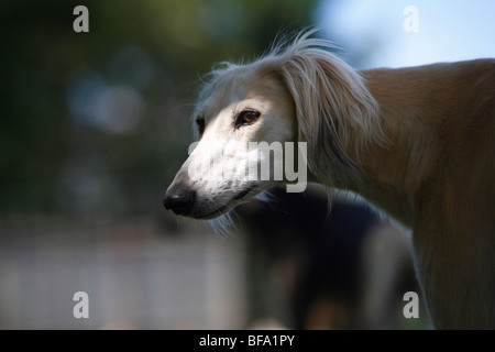 Saluki (Canis Lupus F. Familiaris), portrait Stockfoto