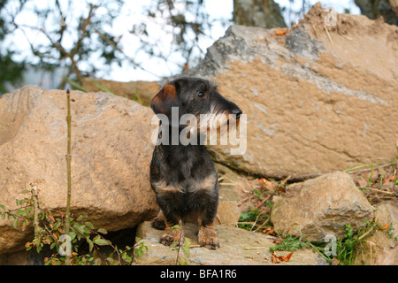 Dachshund, Dackel, Haushund (Canis Lupus F. Familiaris), auf einem Felsen sitzen Stockfoto