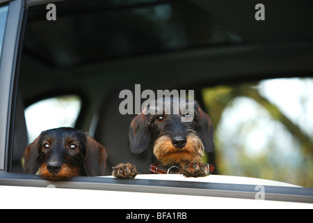 Dachshund, Dackel, Haushund (Canis Lupus F. Familiaris), zwei Erwachsene peering aus einem Autofenster, Deutschland Stockfoto