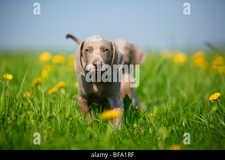 Weimaraner (Canis Lupus F. Familiaris), Welpen, die zu Fuß in ein Löwenzahn Wiese Stockfoto