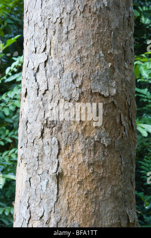 GreenHeart (Chlorocardium Rodiei) close-up Rinde Iwokrama Rainforest Guayana Schild Guyana in Südamerika Oktober Stockfoto