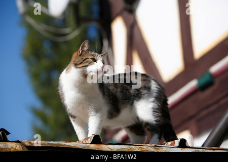 Hauskatze, Hauskatze, Europäisch Kurzhaar (Felis Silvestris F. Catus), drei Jahre alte Katze auf einem Dach, Deutschland Stockfoto