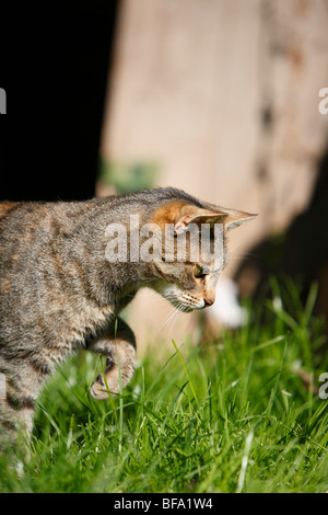 Hauskatze, Hauskatze, Europäisch Kurzhaar (Felis Silvestris F. Catus), 2 Jahre alte Katze Blick auf etwas in der Wiese, Ger Stockfoto