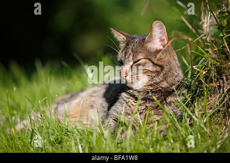 Hauskatze, Hauskatze, Europäisch Kurzhaar (Felis Silvestris F. Catus), 5 Jahre alte Katze liegend im Rasen Sonnen, Deutschland Stockfoto