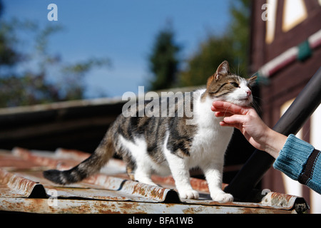 inländische Katze, Hauskatze, Europäisch Kurzhaar (Felis Silvestris F. Catus), drei Jahre alte Katze auf einem Dach gestreichelt wird, Deutschland Stockfoto