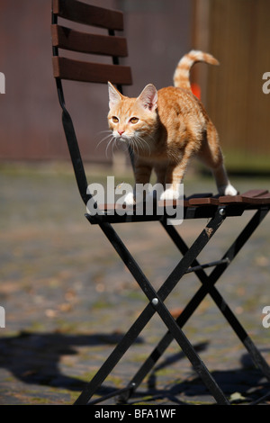 Hauskatze, Hauskatze, Europäisch Kurzhaar (Felis Silvestris F. Catus), halbes Jahr alte Katze auf einem Gartenstuhl bereit zu springen, Ger Stockfoto