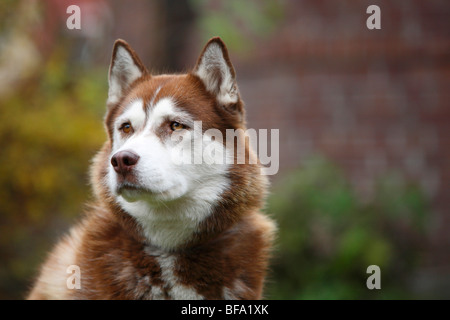 Siberian Husky (Canis Lupus F. Familiaris), portrait Stockfoto