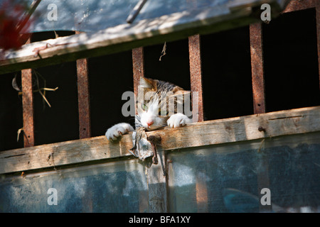 inländische Katze, Hauskatze, Europäisch Kurzhaar (Felis Silvestris F. Catus), 3 Jahre alte Katze klettern Out-of-ein Gartenhaus, Deutschland Stockfoto