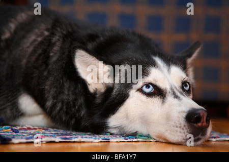 Siberian Husky (Canis Lupus F. Familiaris), auf dem Boden nach oben liegend Stockfoto