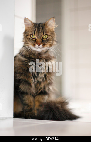 Hauskatze, Hauskatze, norwegische Waldkatze (Felis Silvestris F. Catus) auf dem Boden sitzend Stockfoto