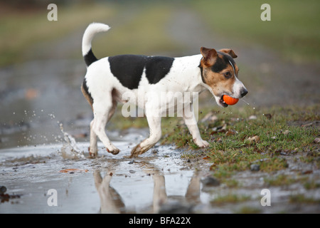 Jack Russell Terrier (Canis Lupus F. Familiaris), Abrufen von einer Kugel aus dem Wasser, Deutschland Stockfoto