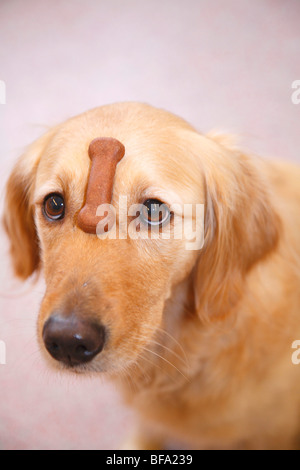 Golden Retriever (Canis Lupus F. Familiaris) Ausgleich einen Hund Cookie auf der Vorderseite Stockfoto