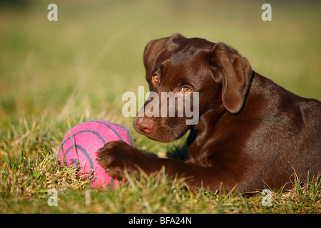 Mischling Hund (Canis Lupus F. Familiaris), Welpe Labrador-Mix mit einem Ball mit seiner Pfote, Deutschland Stockfoto