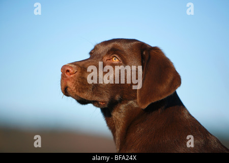 Rasse Hund (Canis Lupus F. Familiaris) gemischt, Welpe Labrador mix, Porträt, Deutschland Stockfoto