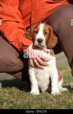 Welsh Springer Spaniel (Canis Lupus F. Familiaris), Welpen sitzen auf einer Wiese, seinem Besitzer hält Hin, Deutschland Stockfoto