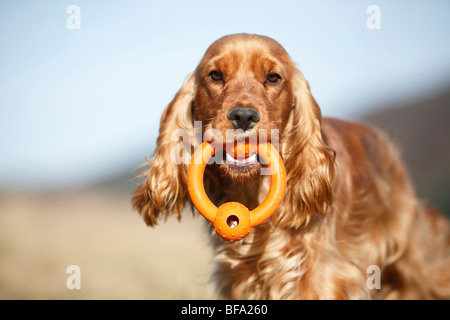 Welsh Springer Spaniel (Canis Lupus F. Familiaris), Welpen mit einem Spielzeug im Maul, Deutschland Stockfoto