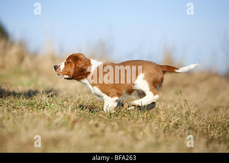 Welsh Springer Spaniel (Canis Lupus F. Familiaris), Welpe läuft über eine Wiese, Deutschland Stockfoto