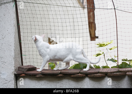 Hauskatze, Hauskatze, Orientalisch Kurzhaar (Felis Silvestris F. Catus), weiße Katze zu Fuß auf einer Wand in einem Garten sicherte sich mit einem Stockfoto