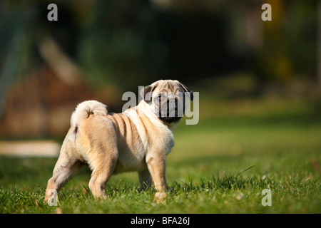 Mops (Canis Lupus F. Familiaris), Welpe, stehend auf einer Wiese, Deutschland Stockfoto