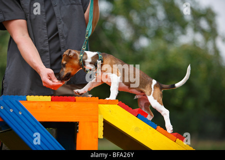 Jack Russell Terrier (Canis Lupus F. Familiaris), Puppie wird angezogen, um zu Fuß über eine Barriere in einer Hundeschule, Deutschland Stockfoto