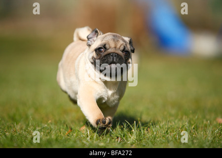 Mops (Canis Lupus F. Familiaris), Welpen, die zu Fuß über eine Wiese, Deutschland Stockfoto