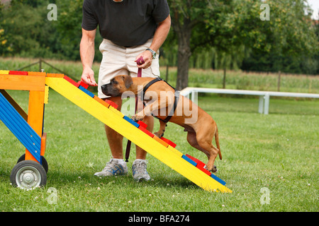 Staffordshire Bullterrier (Canis Lupus F. Familiaris), Puppie wird angezogen, um zu Fuß über eine Barriere in einer Hundeschule, Deutschland Stockfoto