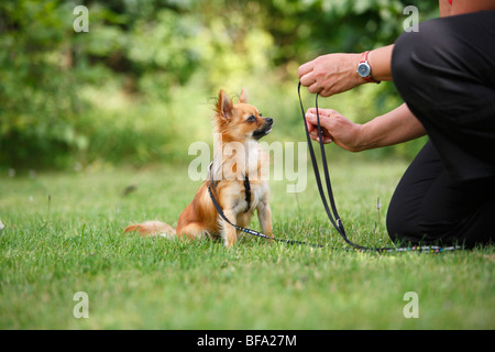 Chihuahua (Canis Lupus F. Familiaris), angeleint einzelnen sitzen auf einer Wiese vor einem Mann, Deutschland Stockfoto