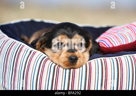 English Cocker Spaniel (Canis Lupus F. Familiaris), Welpe, liegend in einem Korb, Deutschland Stockfoto