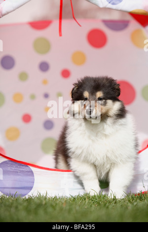 Rough Collie (Canis Lupus F. Familiaris), Welpen sitzen in einem Zelt, Deutschland Stockfoto