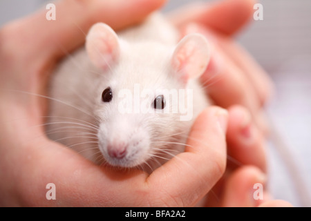 Lust auf Ratte, braune Ratte (Rattus Norvegicus Domesticus, Rattus Norvegicus Domestica), sechs Wochen alte Tier von zwei Händen gehalten Stockfoto
