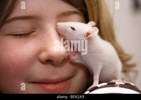 Lust auf Ratte, braune Ratte (Rattus Norvegicus Domesticus, Rattus Norvegicus Domestica), sechs Wochen alte Tier sitzt auf einem Mädchen shou Stockfoto