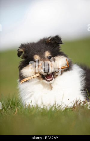 Rough Collie (Canis Lupus F. Familiaris), Welpe, liegend auf einer Wiese Kauen einen Stock, Deutschland Stockfoto