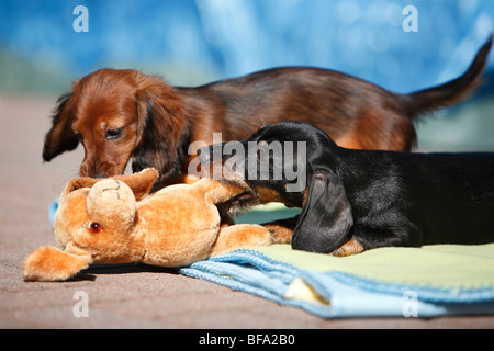 Rauhaar Dackel, Rauhhaar Dackel, Haushund (Canis Lupus F. Familiaris), Wire-haired Dackel Welpen und lang- Stockfoto