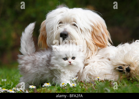 Havaneser (Canis Lupus F. Familiaris), liegend auf einer Wiese mit einem Kätzchen, Sellkirk Rex-Perser-Mix, Deutschland Stockfoto