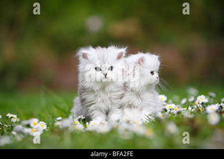 zwei Kätzchen sitzen auf einer daisied Wiese lehnte sich gegeneinander Stockfoto