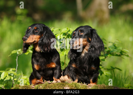 Dachshund, Dackel, Haushund (Canis Lupus F. Familiaris), zwei Personen sitzen auf einem Baumstamm, Deutschland Stockfoto