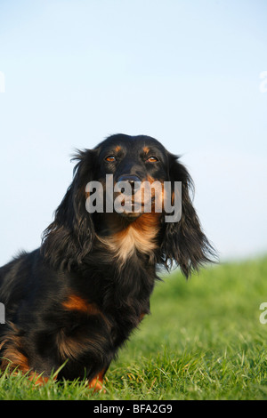 Dachshund, Dackel, Haushund (Canis Lupus F. Familiaris), schwarz-rot einzelner sitzen auf einer Wiese, Deutschland Stockfoto