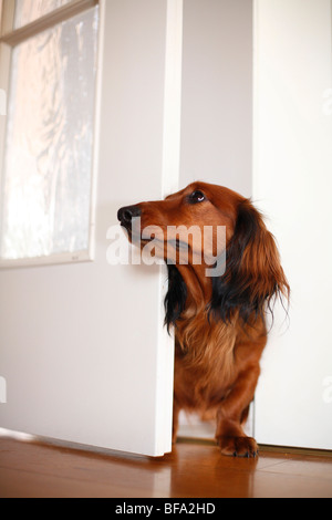 Dachshund, Dackel, Haushund (Canis Lupus F. Familiaris) rot individuelle peering hinter einer Tür, Deutschland Stockfoto
