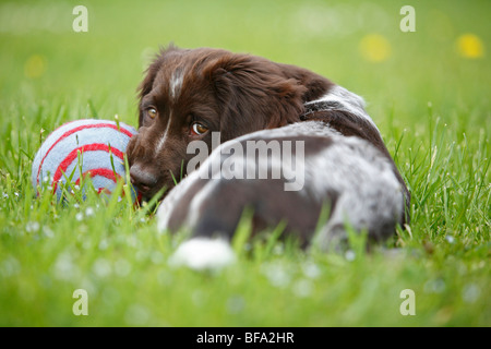 Kleines Munsterlander (Canis Lupus F. Familiaris), Welpe, liegend im Rasen mit Ball, rückblickend, Deutschland Stockfoto